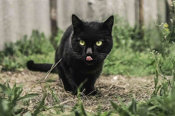 Mộng thấy con mèo đen chung chung